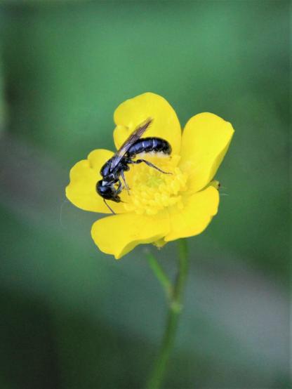 Eine schwarzglänzende Biene auf einer Hahnenfuß-Blüte. Der Hinterleib ist langgestreckt und oberseits spärlich behaart; die Bauchbürste auf seiner Unterseite ist von Pollen gelb. Der Hintergrund ist verschwommen grün.