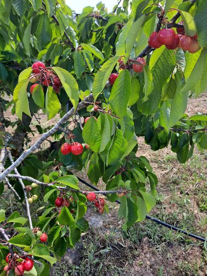 Una rama de cerezo cargada de cerezas rojas maduras. Las hojas son verdes y vibrantes, y algunas cerezas aún están creciendo. El suelo es seco y marrón, con algo de hierba. Se ve un sistema de riego por goteo en el suelo.