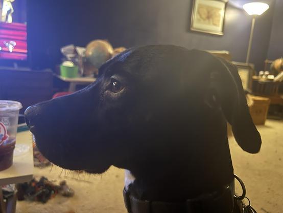 Profile photo of a dog, he's a black lab mix. Beautiful brown eyes. Behind him the room is painted navy blue, there is a lamp on and the room is mostly cluttered. The dog, however, is striking and is the focus of the photo.