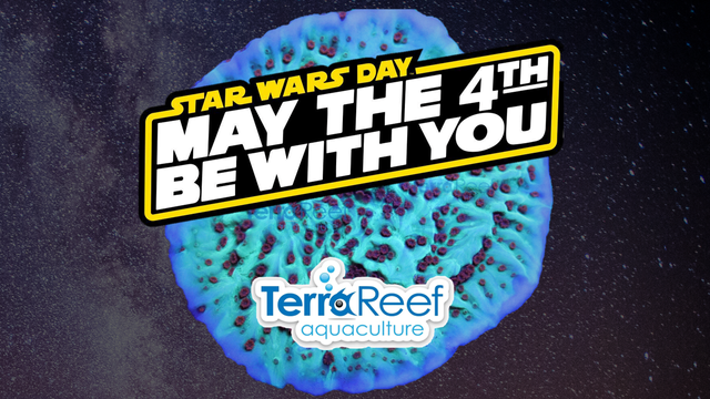 Pictured is an aquacultured “Jedi Mind Trick Montipora coral”. (A popular color variant of Monti possibly of the species Montipora undata)  The text on the image reads, “Star Wars Day May The 4th Be With You” and below that “TerraReef Aquaculture”