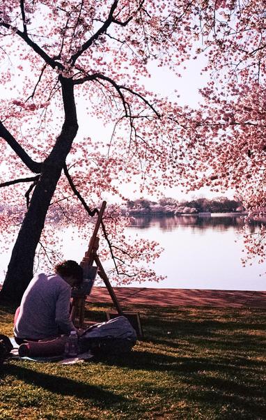 A person sitting on the grass near the Tidal Basin, painting on an easel. Cherry blossom trees with numerous pink flowers overhang, framing the water in the background.