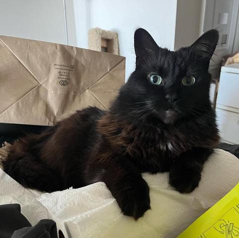 their fluffy black and brown cat with big green eyes laying on a roll of paper towels