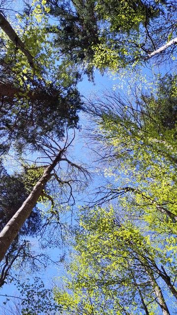 Picture through spring Forrest trees to the blue cloudles sky. Bright greenish young leafs shimmering by sunlight.