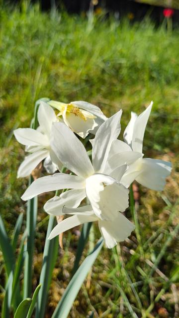 Beautiful white daffodil