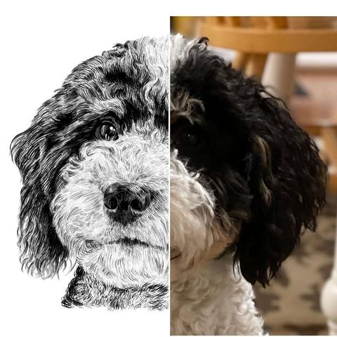 Black and white drawing of a bernedoodle named Kona, with the right half of the image being the reference.