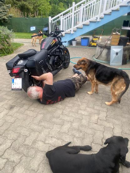 Motorradpflege mit Hunden.