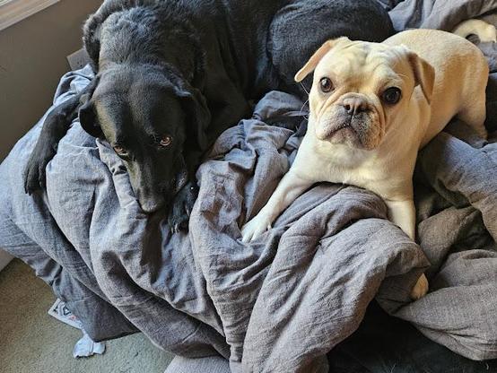 Two of my three dogs, Ellory left and Essel right
