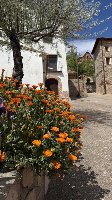 Close-up of a flowerbed with many orange flowers, maybe marigolds, under an olive tree with twisted trunk. In the background there is a small street in a village, with stone houses and white walls. The sky is blue and clear, and the scene feels calm and sunny.