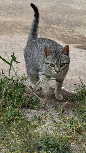 A grey tabby cat with yellow eyes is walking toward the camera. It is on a dirt and concrete ground with some green grass and wild plants around. The cat looks curious and its tail is up.