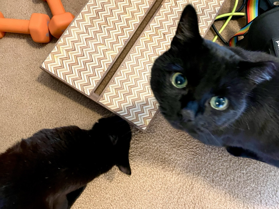 Two black cats investigating the pedal board
