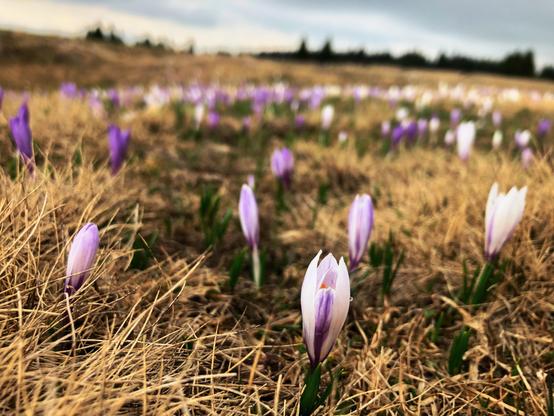 Many crocus flowers and meadow