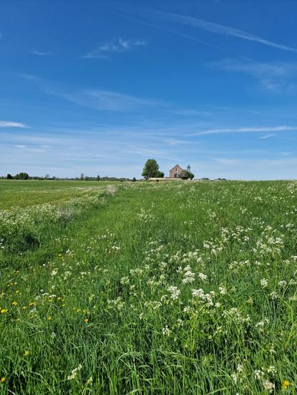 Small house on a small hill with a green tree next to it. It is a former harbour house of Schokland, an island which now lies in proclaimed land by the Dutch. The horizon is somewhat above the middle of the picture. The sky is blue with some white plane trails. The bottom is grass and white flowers