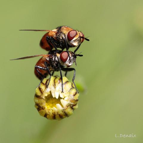 Ladybird flies mating on a flower.