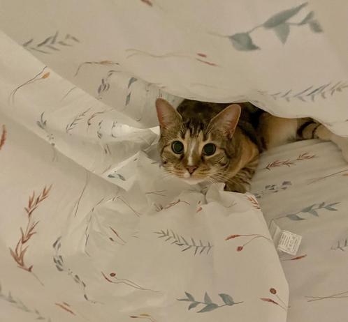 A cute cat with big eyes looking dark because its pupils are wide, on top of a spread sheet with a plant motif and under another’s if in a cave. She is looking at the camera in an appealing and interested way. She is a 3colored swirly tabby but with a white chin and a white line down her nose. She looks incredibly cute but if I would move my hand too close she would make me regret it.
