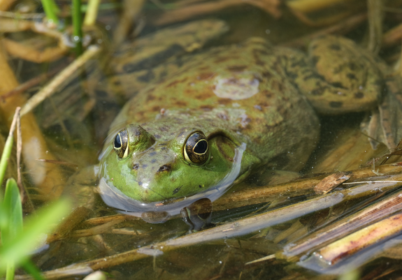 An American bullfrog mostly submerged in water. It’s atop flat, fallen weeds. Eyes and nose are about water.