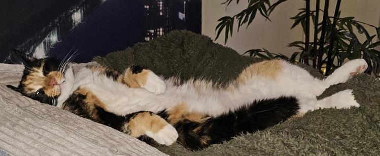 Pip tortoiseshell cat lying on her back, tummy visible, front paws lying relaxed besides her