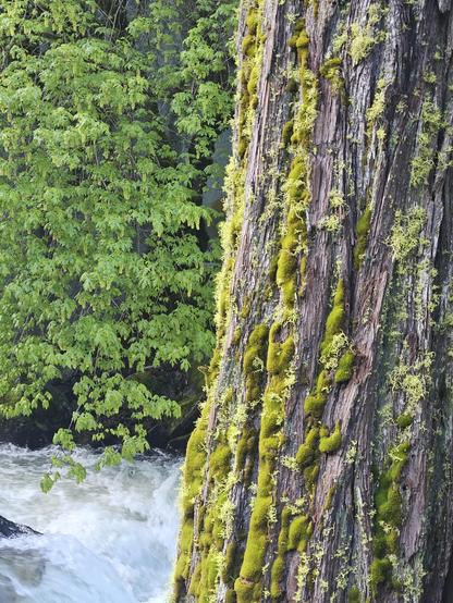 Moss growing in amazing pillow formations on the bark of a tree. There is also some lichen interspersed on the tree. Water is rushing in the background.