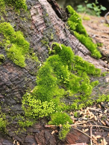 Hairy looking moss growing on some bark.