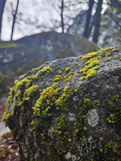 Pretty greenish moss growing on a rock.