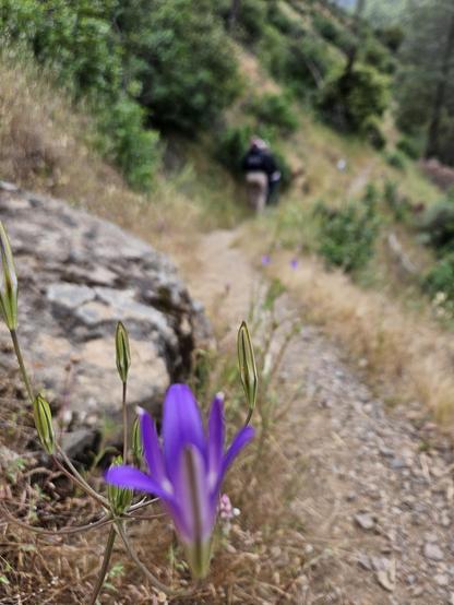 Purple flower growing alongside a trail with people walking away in the distance.