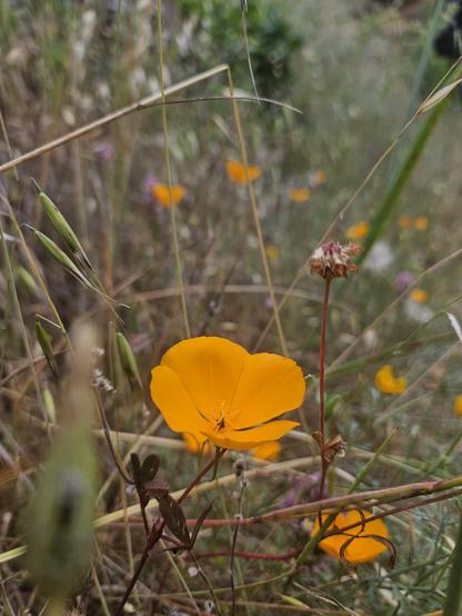 Beautiful neon orange flower growing amidst some other weeds.