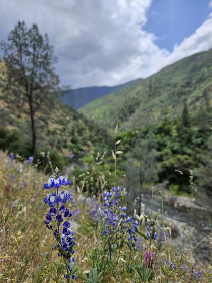 Purple flowers growing on a hillside.