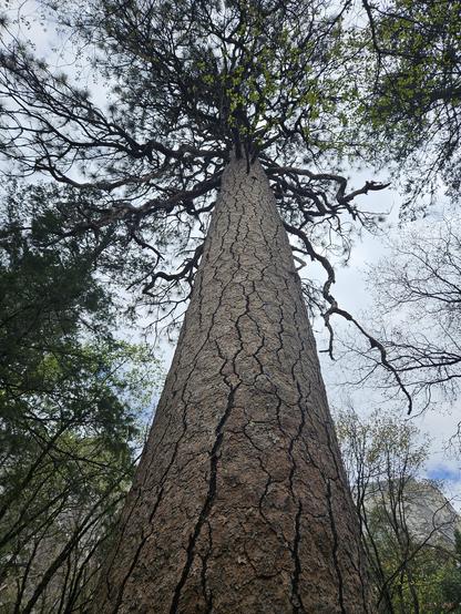 Massive tree that I was touching in the previous photograph.
