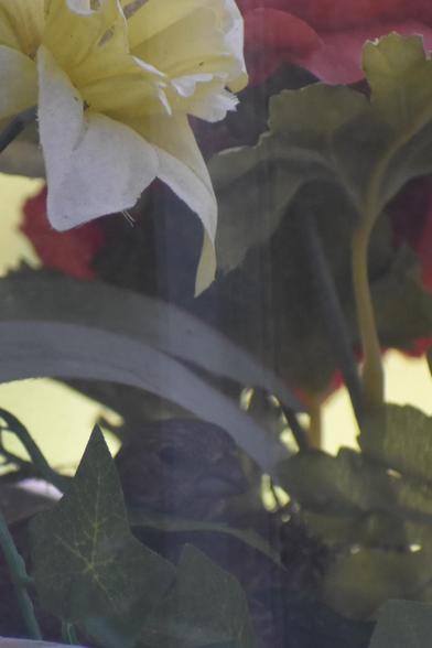 A bird's head under in the foliage of several plastic flowers.