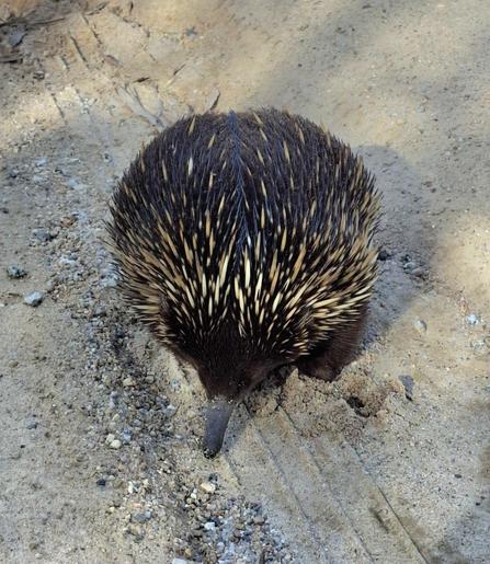 An echidna on a walking track