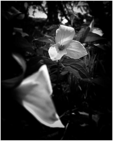 A white trillium flower begins to bloom in early spring in this high contrast black and white image.