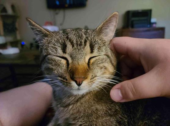 Close-up of a tabby cat with closed eyes, being gently petted by a hand.