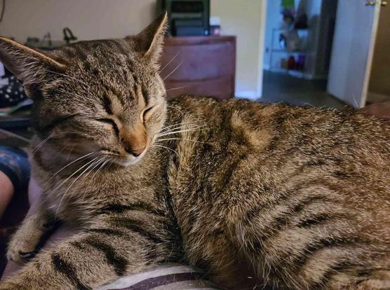 Tabby cat with closed eyes resting on a lap.