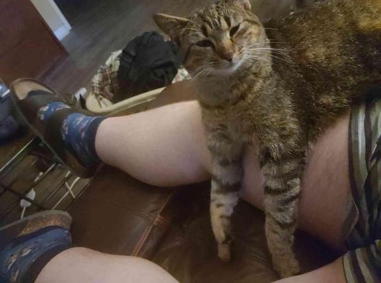 Person sitting on a couch with a tabby cat resting on their lap and it's front legs dangling over the person's leg.