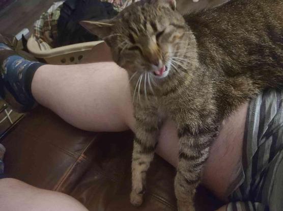Person sitting on a couch with a tabby cat, mid yawn, resting on their lap, with it's front legs dangling over the person's leg.
