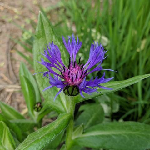 A photo of a Centaurea montana flower. It's is a fancy flower with lots of skinny purple bits extending from the ends of other skinny bits and these might be petals. The center is sorta pink with spiky bits and and some dark spikes too. The bulbous part below the flower has a crosshatch pattern on it. The plant leaves are slightly fuzzy but still have some shine. The lighting is filtered sun behind small clouds but shaded by a tree.