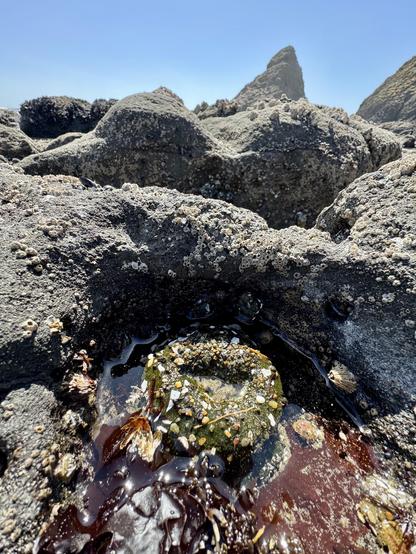 A rocky tide pool scene features textured rocks covered in barnacles and algae. Dark seaweed is visible in the water, alongside various small shells and stones, under a clear blue sky.