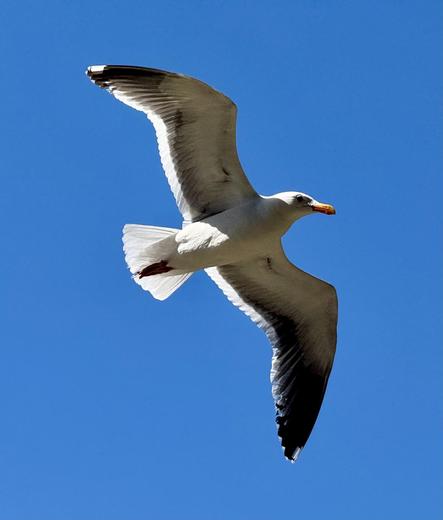 A seagull in flight against a clear blue sky. The bird has white feathers with gray tips on its wings and a yellow-orange beak.