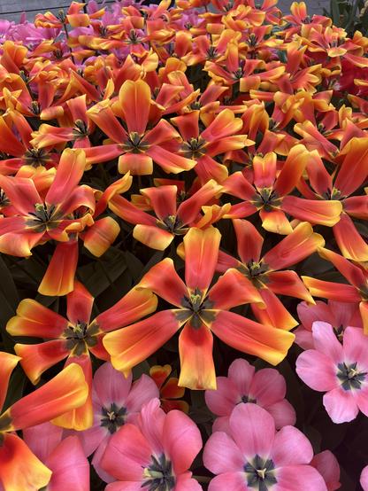 Orange and pink tulips