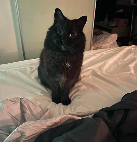 a fluffy black and brown cat with big green eyes sits prettily on a bed gazing at the owner behind the camera