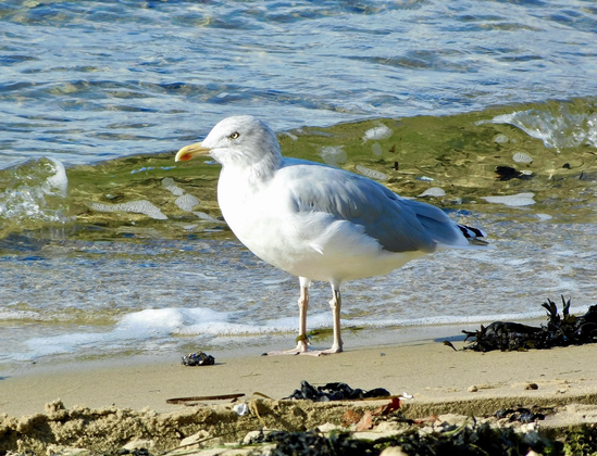 Das Bild zeigt eine Möwe, die am Strand steht. Das Wasser des Meeres ist im Hintergrund zu sehen und kleine Wellen rollen an den Strand. Am Strand liegen einige Algen und Sand. Die Möwe ist weiß mit grauem Rücken und gelben Beinen und Schnabel. Sie scheint ruhig und aufmerksam zu sein.