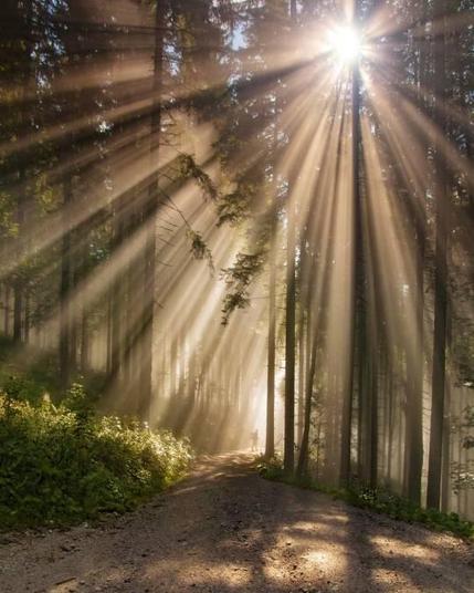A tiny figure in the distance among huge beams of light filtered by the forest.