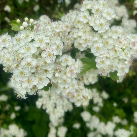 White blossom fills the picture; each individual flower has 5 petals and a slightly cream-pink-tinged centre