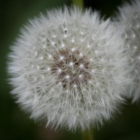 Nahaufnahme einer Pusteblume von oben. 
Close-up of a dandelion from above.