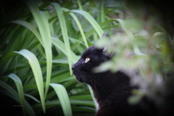 chat noir dans l'herbe