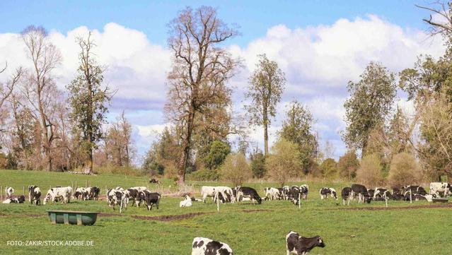 Symbolbild Landwirtschaft und Tierhaltung zeigt Kühe auf einer Weide mit dem Hinweis auf die Themen der Hochschule Anhalt anlässlich der Fachmesse BraLa