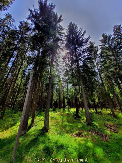 Zu sehen ist ein lichtdurchfluteter Nadelwald im Naturschutzgebiet Johanngeorgenstadt–Potucky. Hohe, schlanke Fichten ragen steil in den blauen Himmel. Ihr dunkles Grün bildet einen starken Kontrast zum hellen Licht, das durch die Baumkronen bricht. Die Sonne scheint von oben herein und lässt auf dem Waldboden ein Spiel aus Licht und Schatten entstehen – lebendig, fast tänzerisch.

Der Boden ist saftig grün, bedeckt mit Moos, Gras und kleinen Pflanzen. Vereinzelt liegen trockene Äste. Im Vordergrund steht ein schmaler Holzpfahl mit einer kleinen weißen Markierung, vermutlich ein Wegweiser. Die Atmosphäre wirkt ruhig und kraftvoll zugleich – wie ein Moment, den die Zeit sanft umarmt.

Am unteren Rand des Bildes steht in verspielter Schrift:
„F.loki ~ Enjoy the moment“ – eine leise Einladung, den Augenblick zu spüren und ihn ganz bewusst zu erleben.