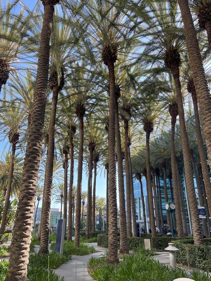 Palm trees at the event venue. Leonie Schäfer, DFN