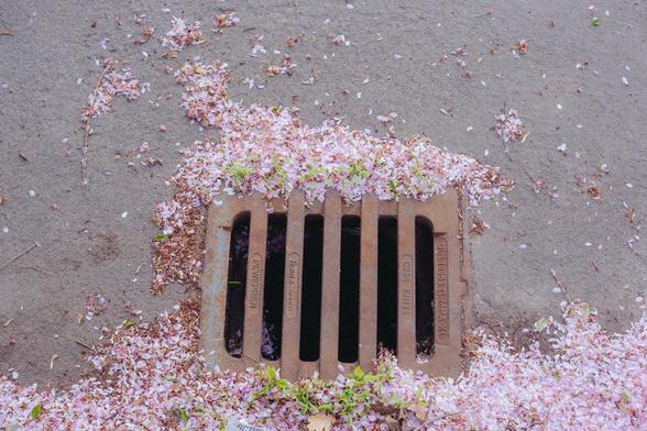 Fotografía de una alcantarilla rodeada de pétalos de cerezo.
Photograph of a sewer surrounded by cherry petals.