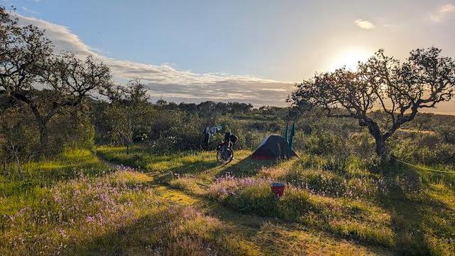 A peaceful sunset at Bubulcus & Bolotas Camping, nestled in a natural meadow with wildflowers and scattered holm oak trees. A single tent is set up near a bicycle, with clothes hanging to dry on a line. Warm golden sunlight filters through the trees, casting long shadows and illuminating the serene landscape.