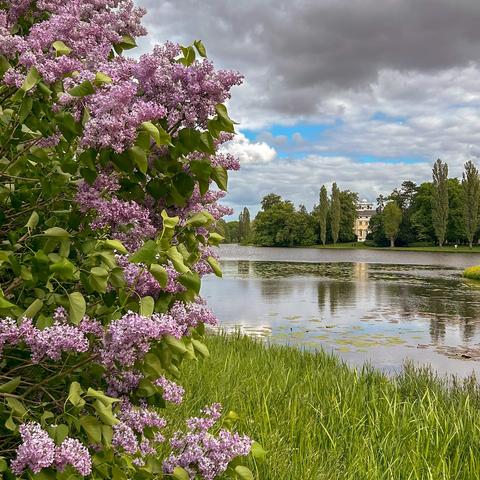 Frühling im Wörlitzer Park